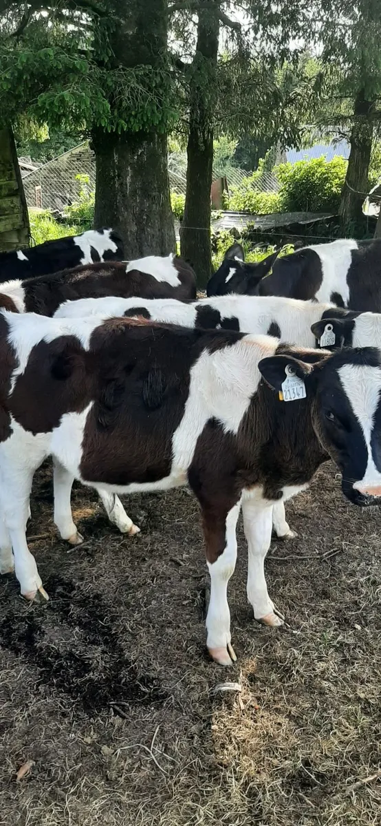 Fr bulls for grass - Image 2