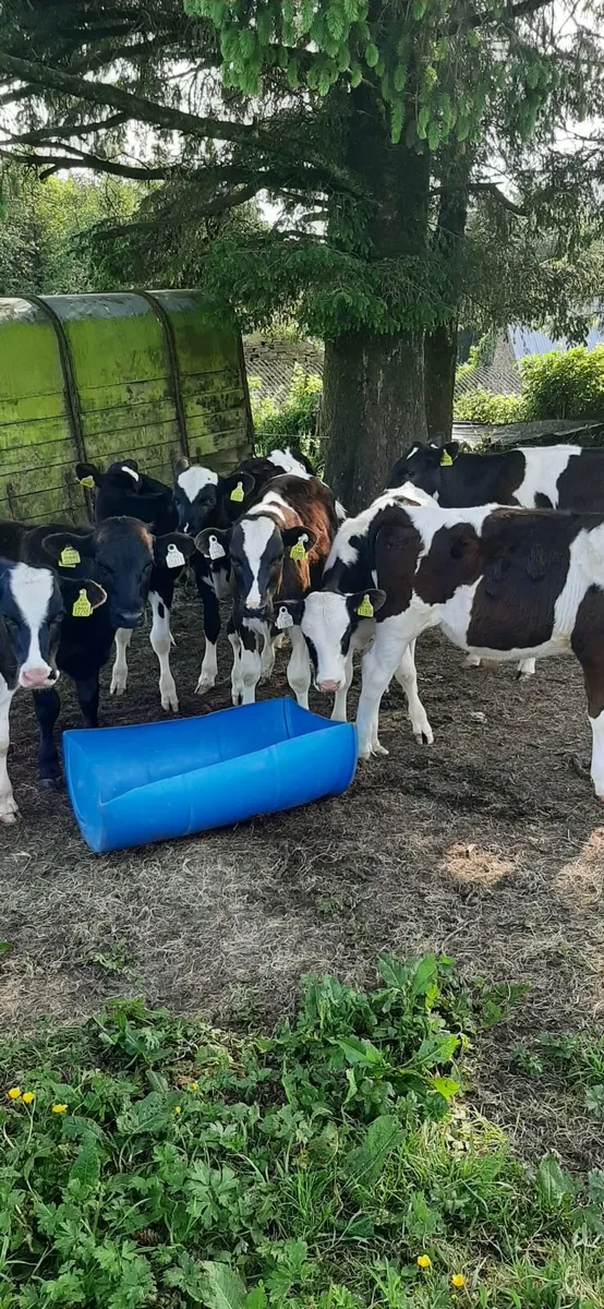 Fr bulls for grass - Image 3