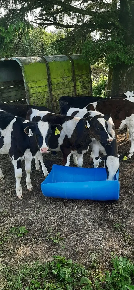 Fr bulls for grass - Image 4