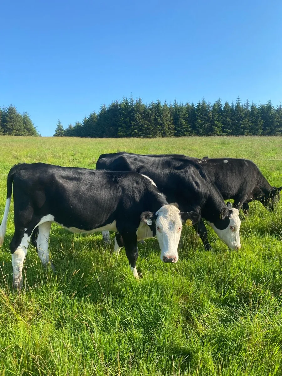 Whitehead and Polly heifers - Image 2