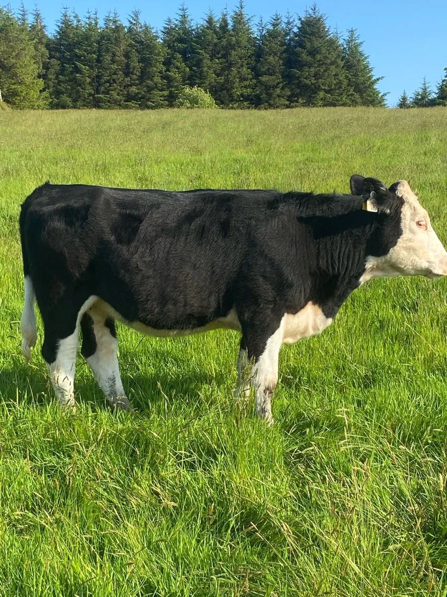 Whitehead and Polly heifers - Image 1