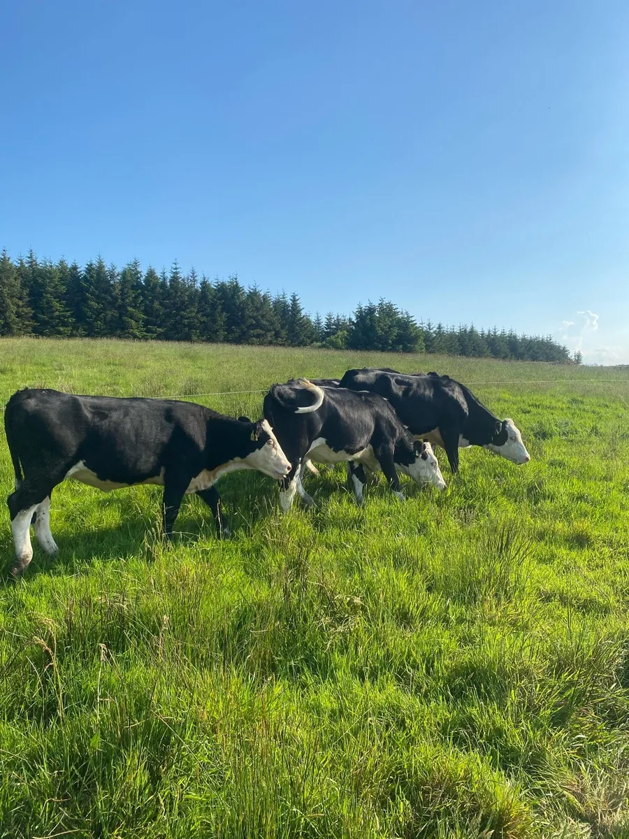 Whitehead and Polly heifers - Image 4