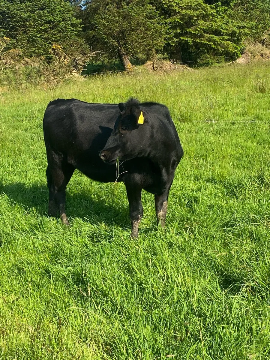 Whitehead and Polly heifers - Image 3