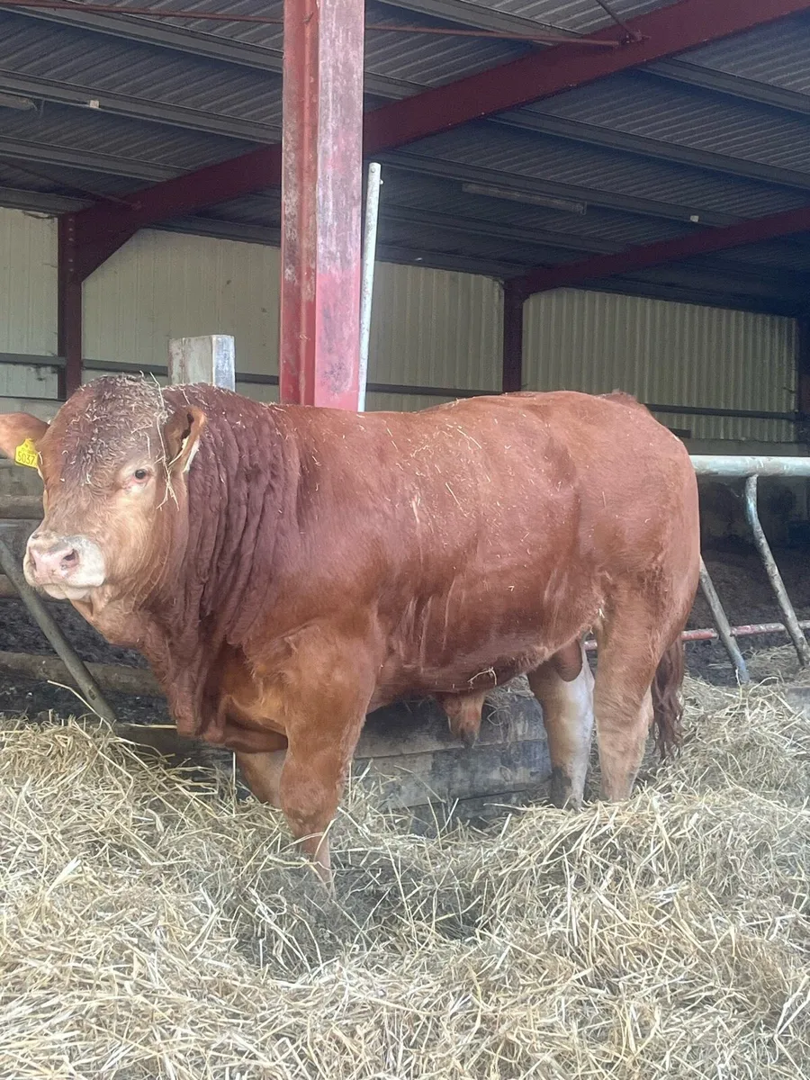 💥💥Limousin Bull 💥💥 - Image 1