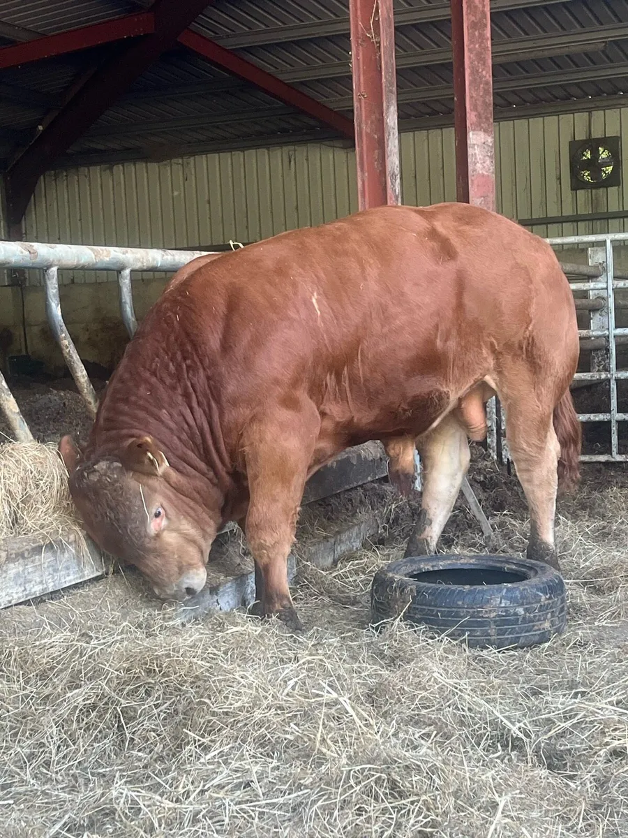 💥💥Limousin Bull 💥💥 - Image 2