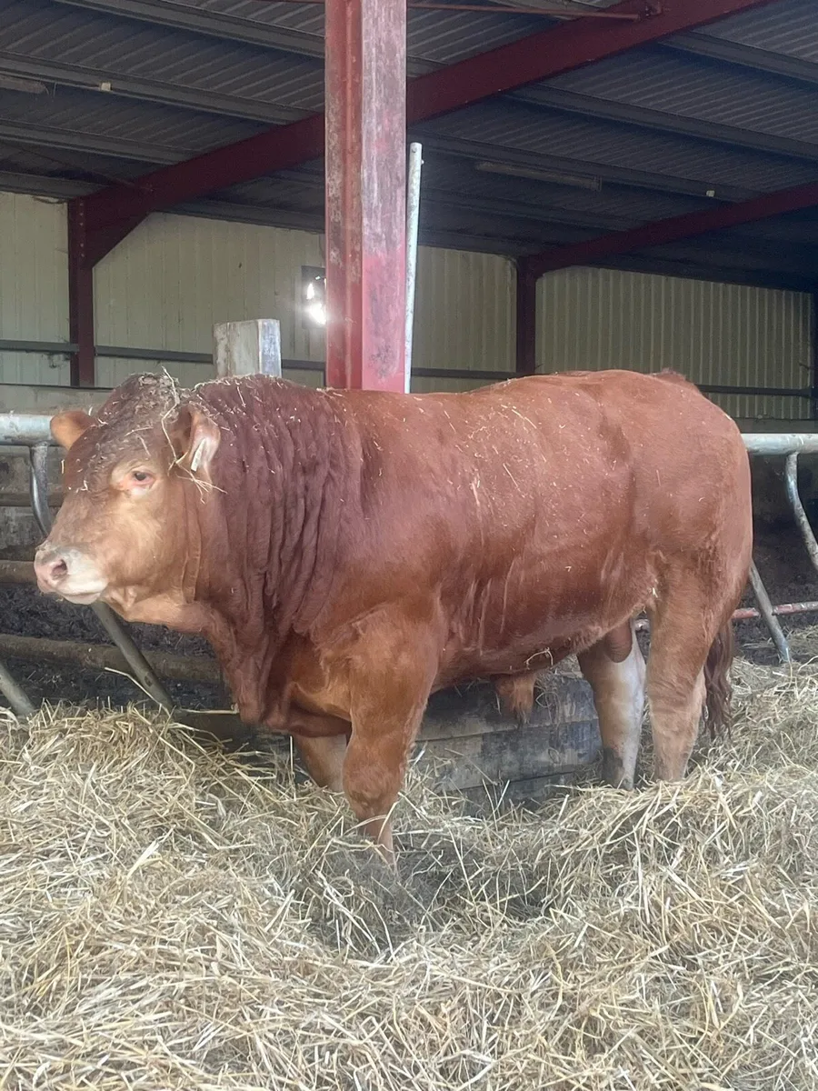 💥💥Limousin Bull 💥💥 - Image 4