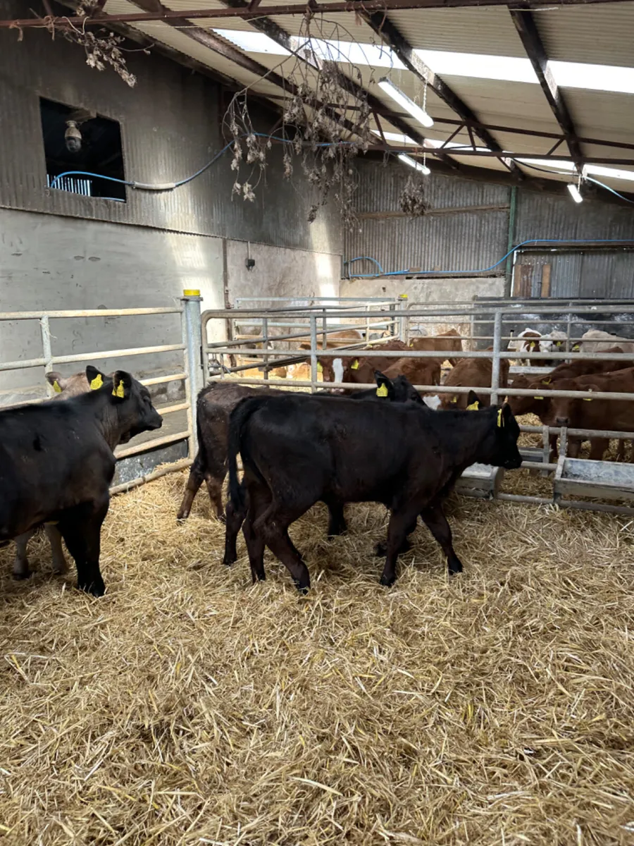Angus lim and Charolais heifers - Image 3