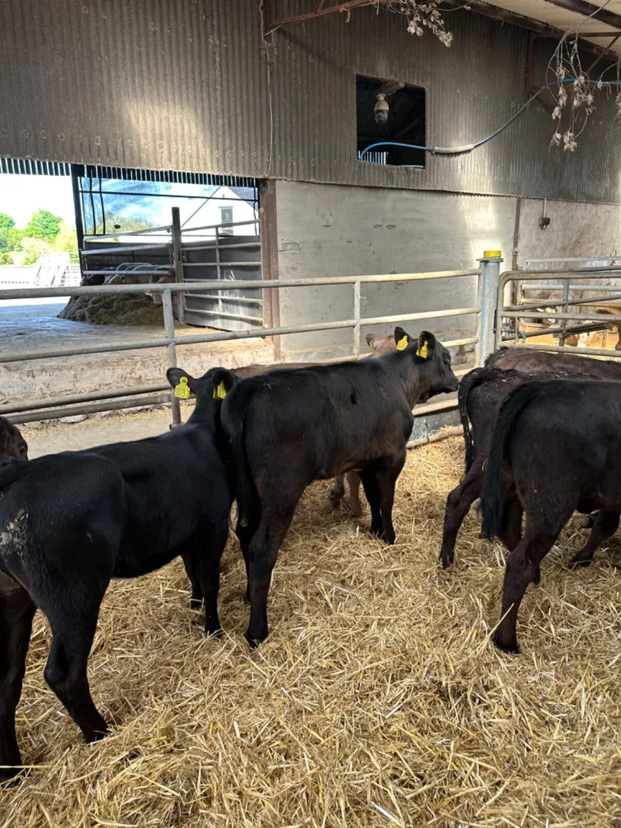 Angus lim and Charolais heifers - Image 1