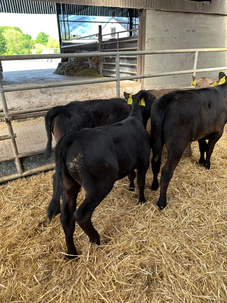 Angus lim and Charolais heifers - Image 2