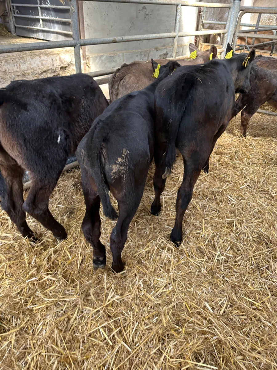 Angus lim and Charolais heifers - Image 4