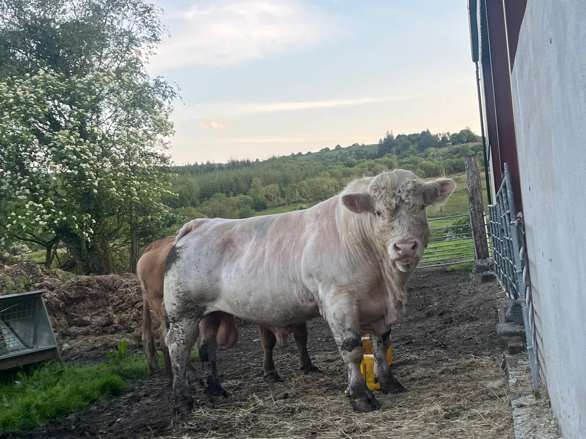 Charolais Bull - Image 2
