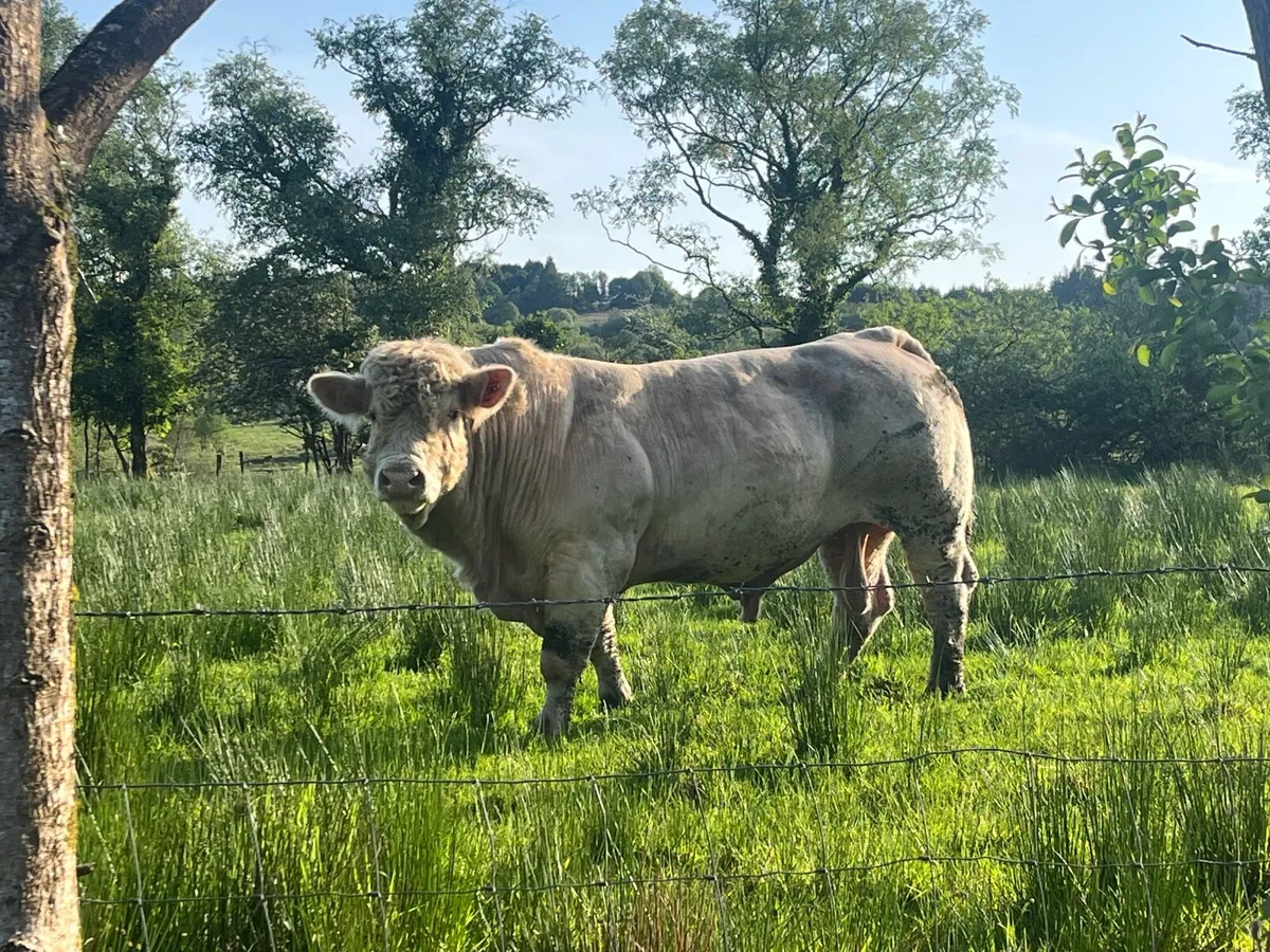 Charolais Bull - Image 1