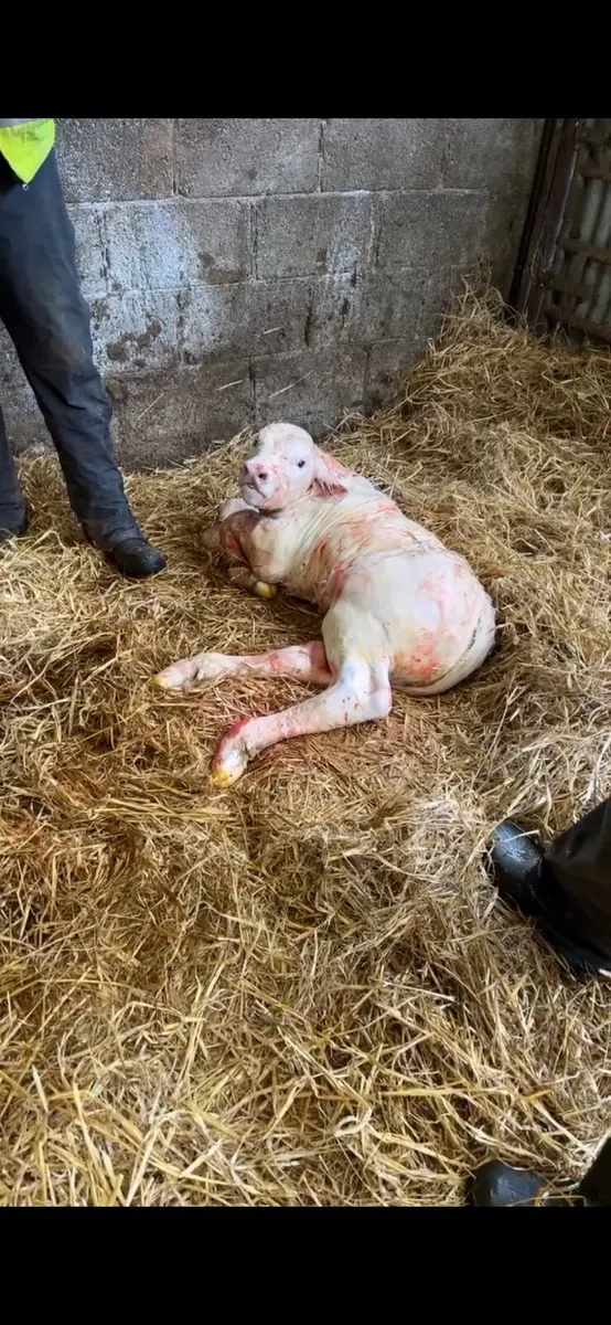 Charolais Bull - Image 3