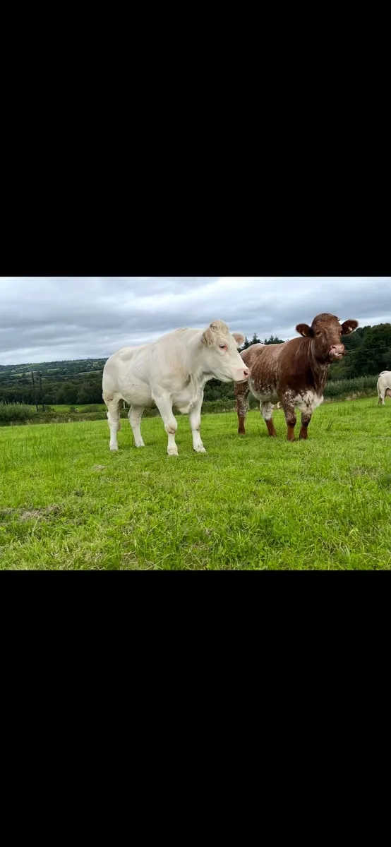 Charolais Bull - Image 4