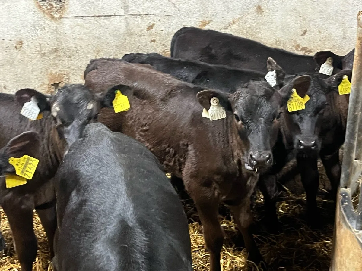 8 Real Proper Reared AA Heifer Runners - Image 1
