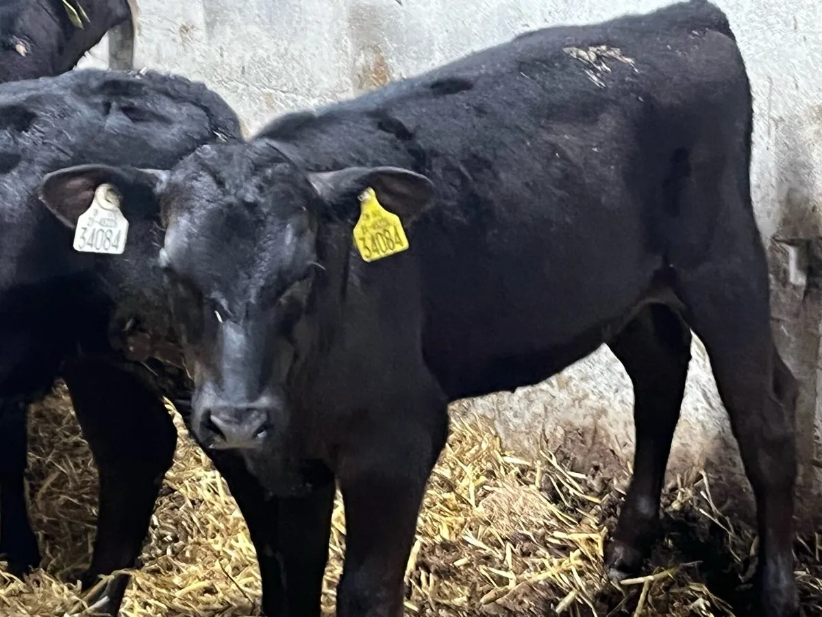 8 Real Proper Reared AA Heifer Runners - Image 2