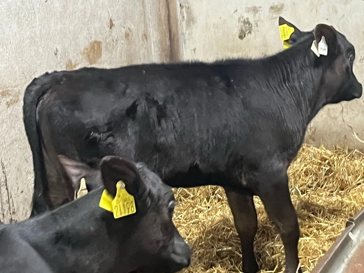 8 Real Proper Reared AA Heifer Runners - Image 3