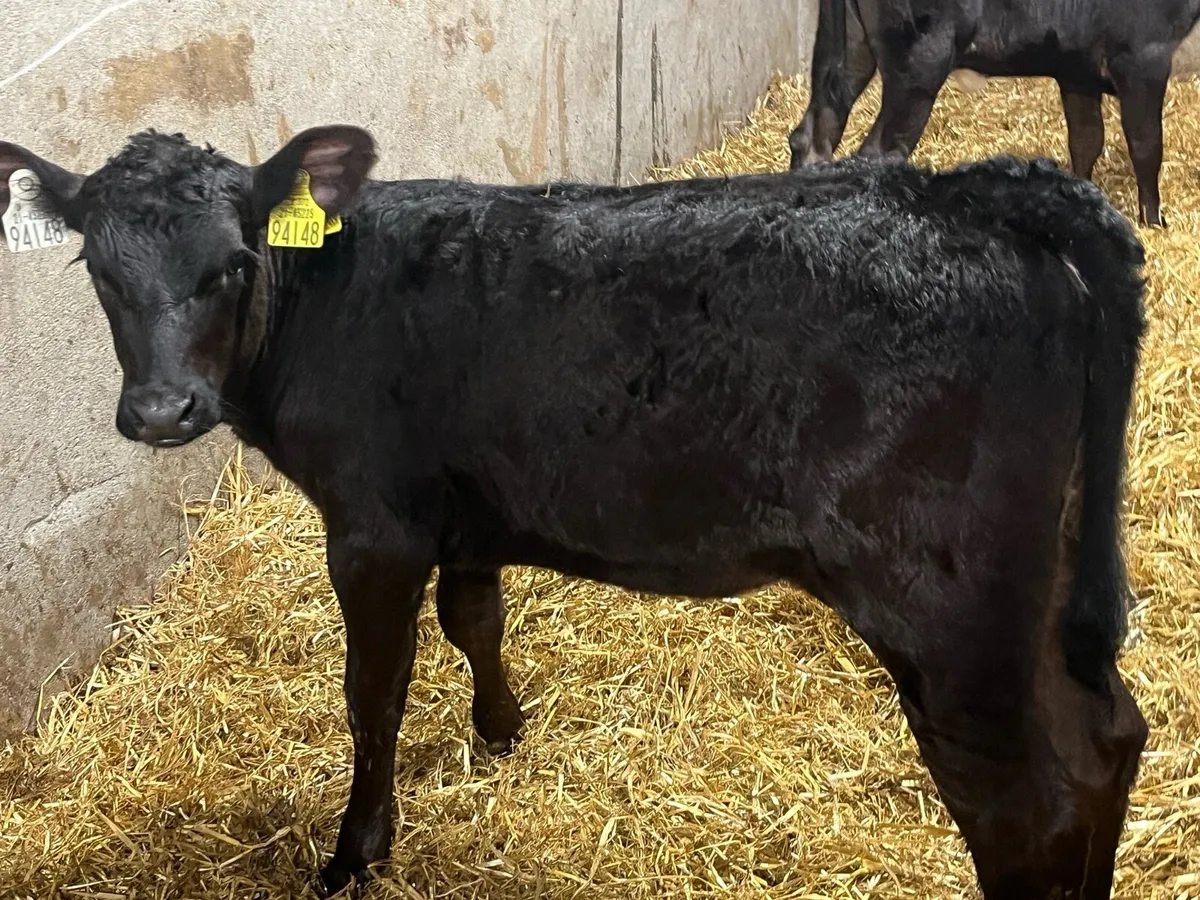8 Real Proper Reared AA Heifer Runners - Image 4