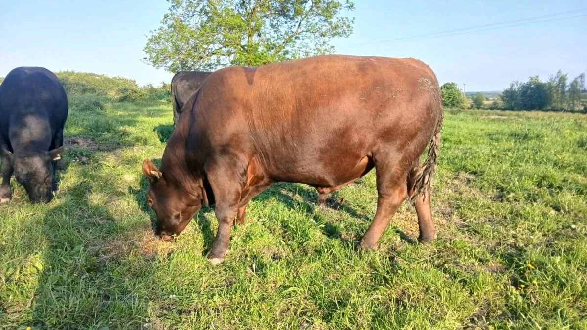 Pedigree Aberdeen Angus bulls - Image 4