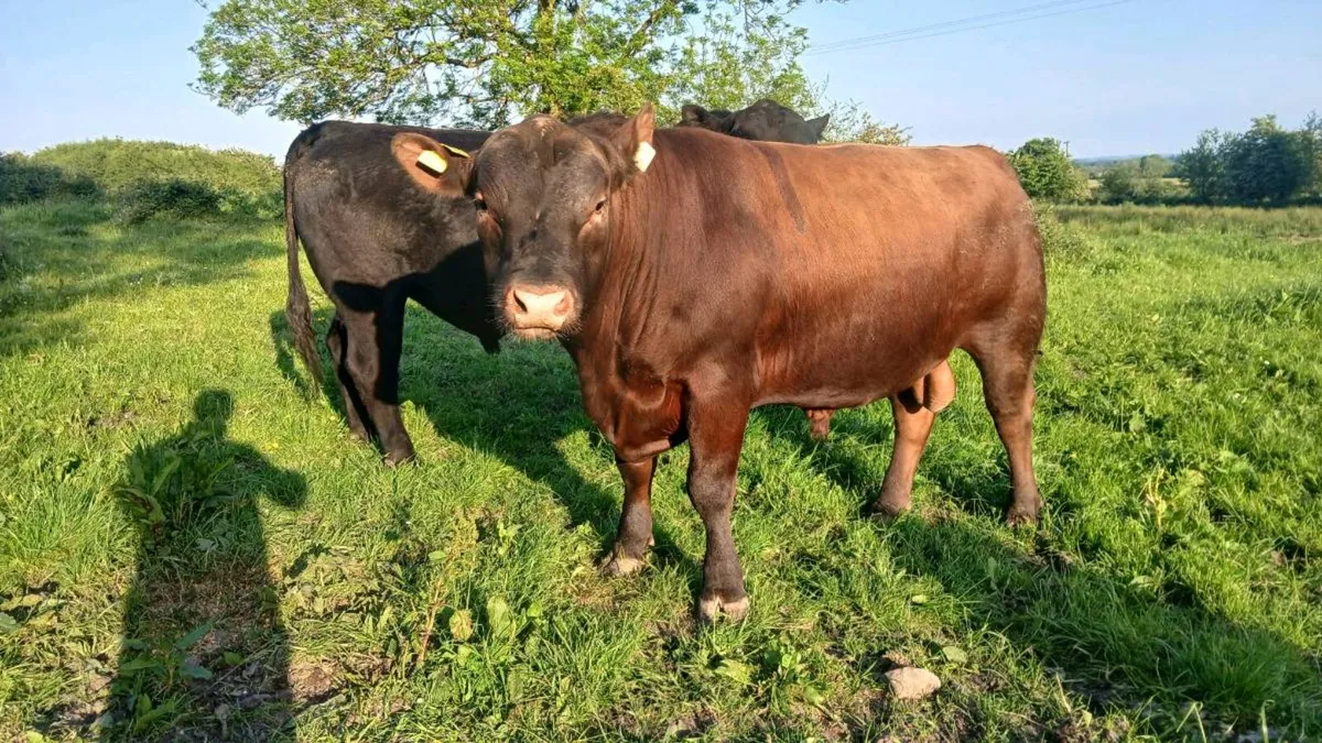 Pedigree Aberdeen Angus bulls - Image 1