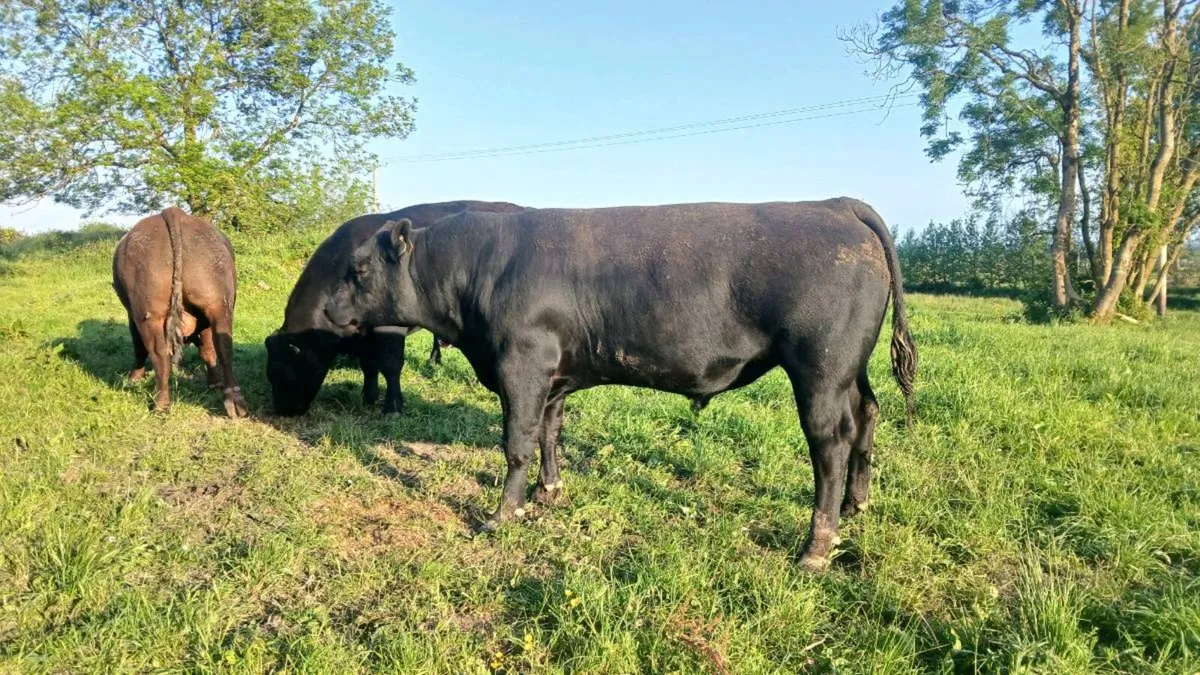 Pedigree Aberdeen Angus bulls - Image 2