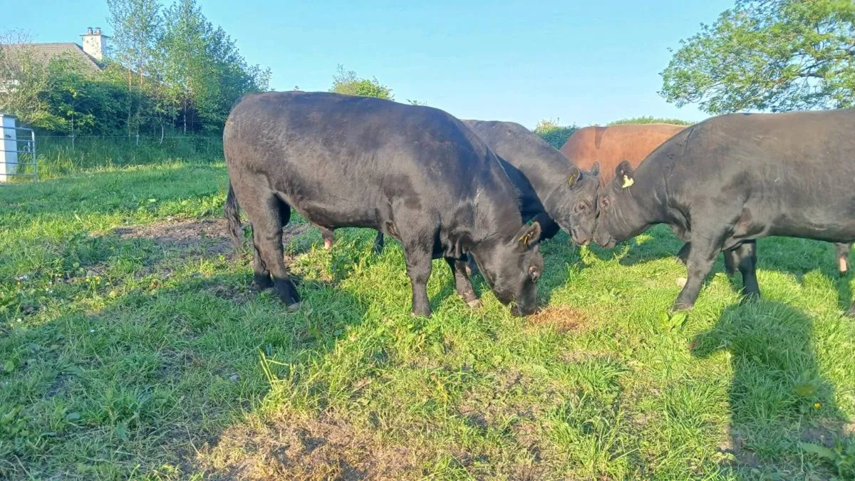 Pedigree Aberdeen Angus bulls - Image 3
