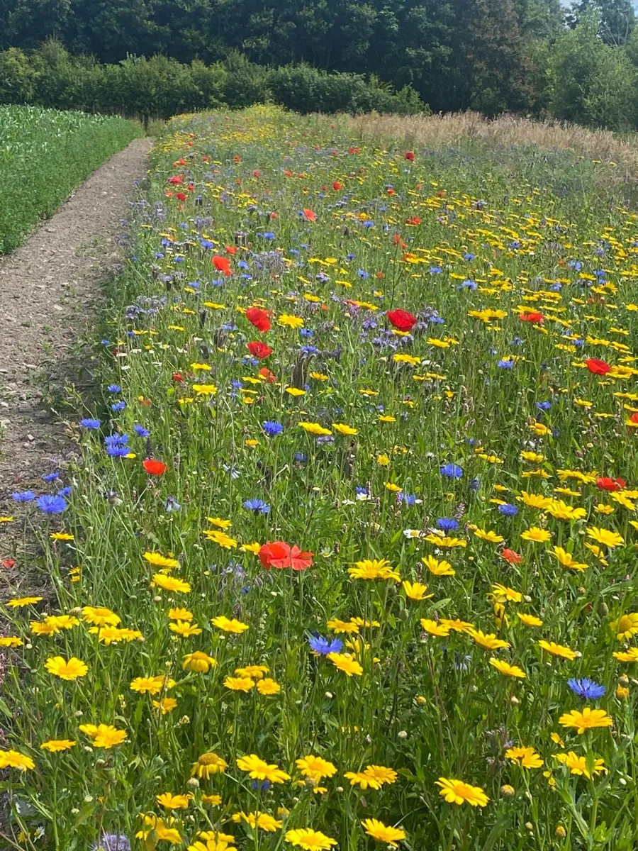 Wildflower meadow - Image 2