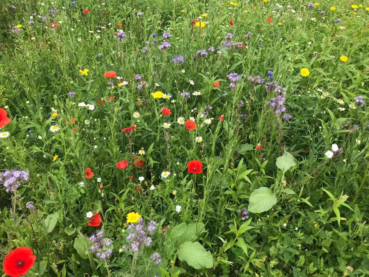 Wildflower meadow - Image 3