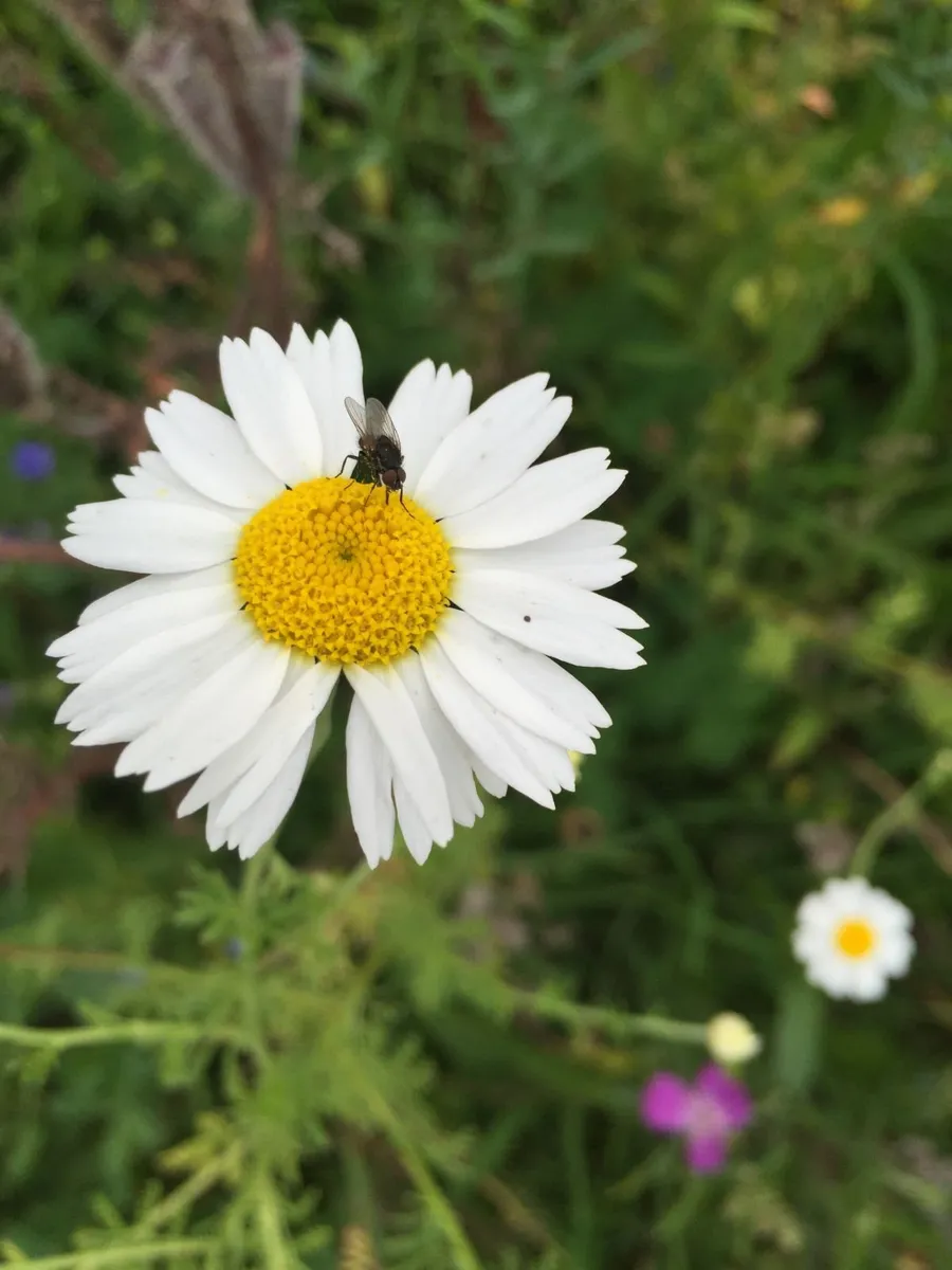 Wildflower meadow - Image 4