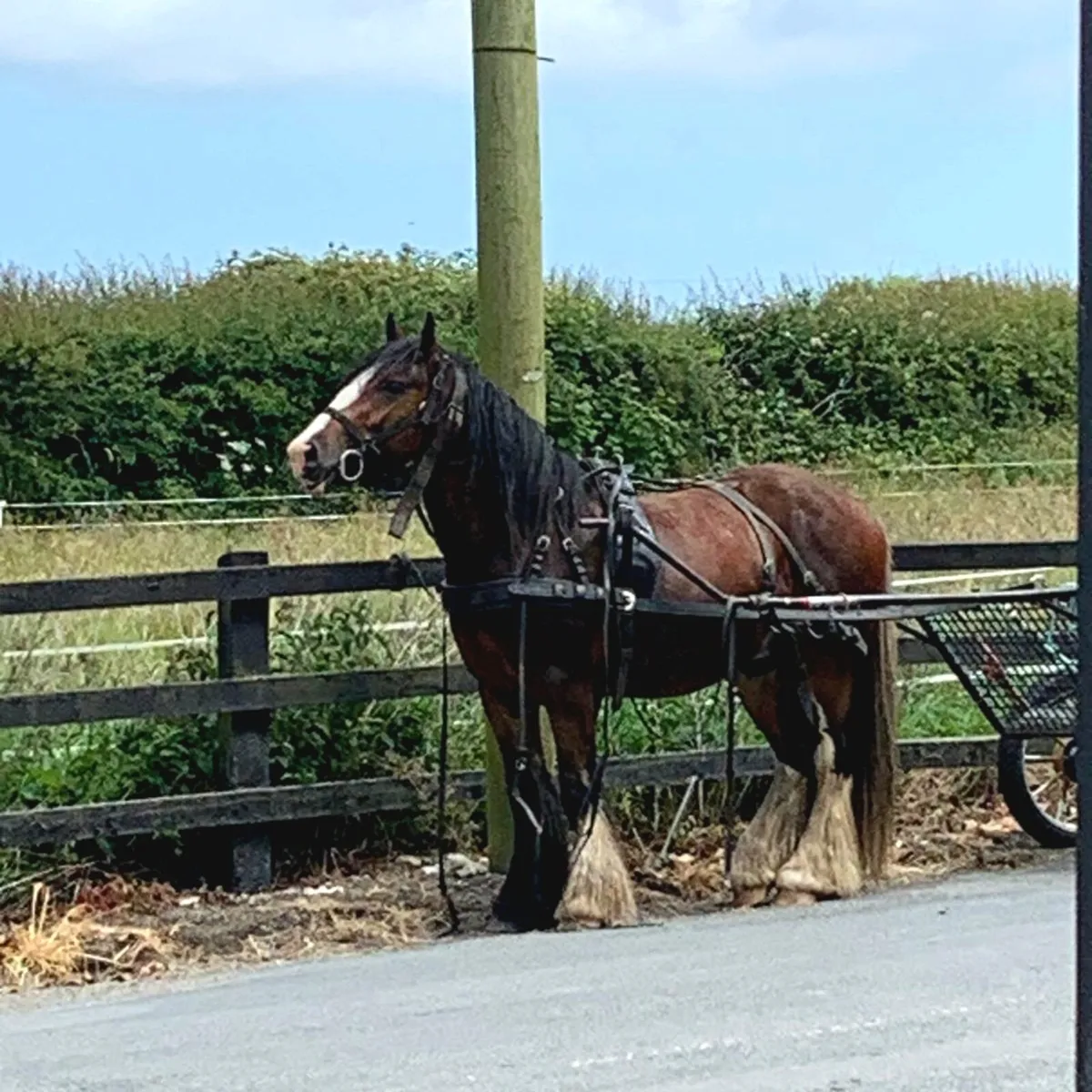 Cob Gelding - Image 2