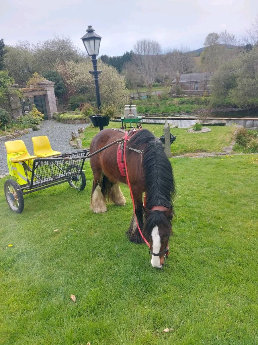 Cob Gelding - Image 3