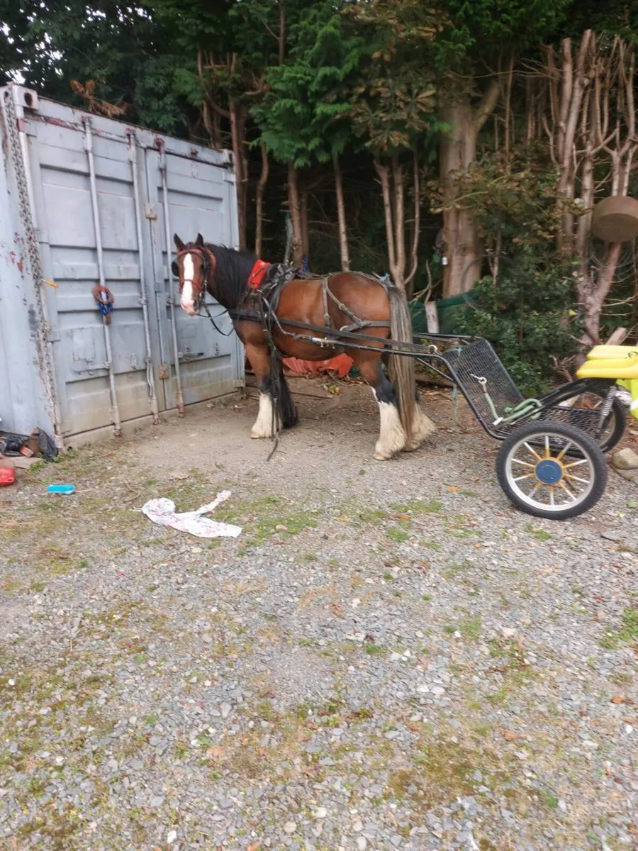 Cob Gelding - Image 4