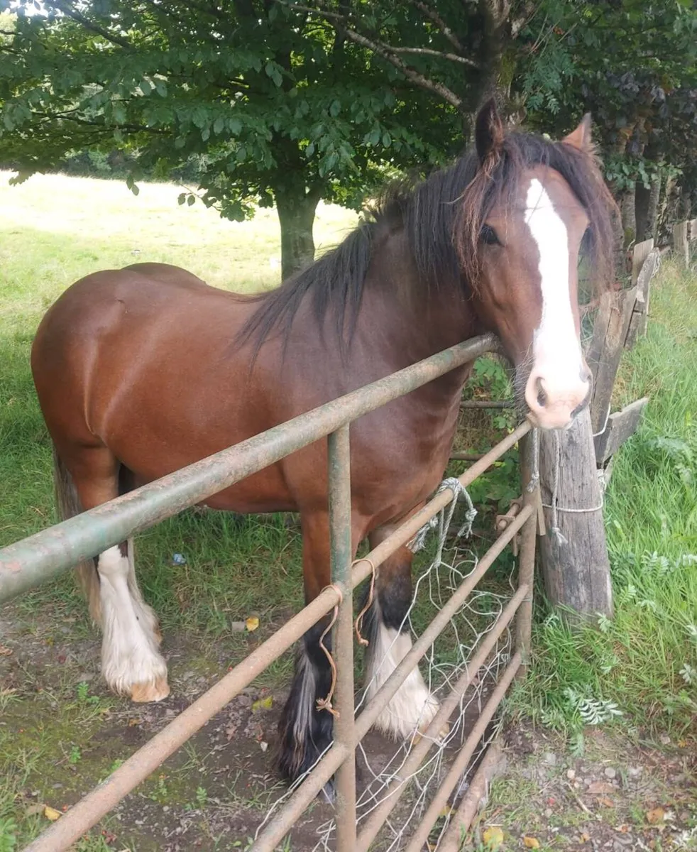 Cob Gelding - Image 1