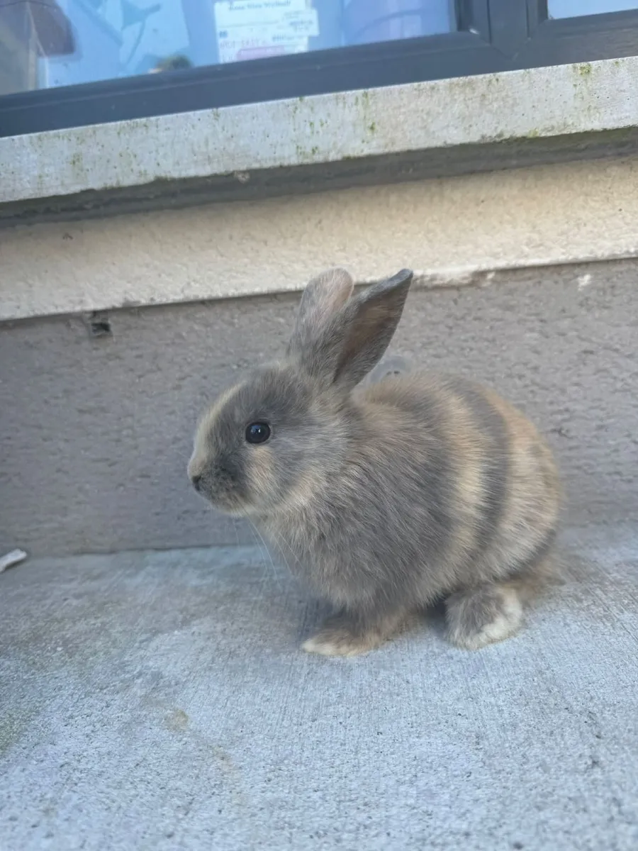 Rabbits - Image 1