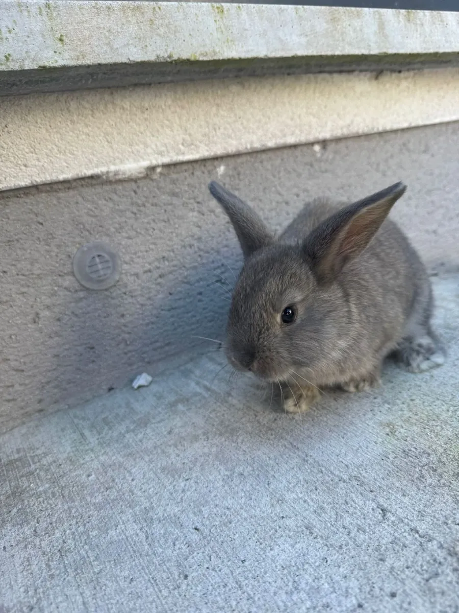 Rabbits - Image 2