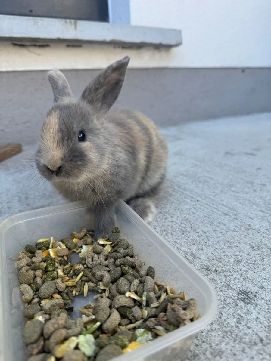 Rabbits - Image 3