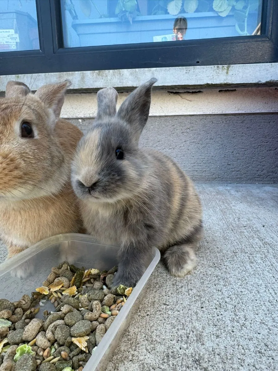 Rabbits - Image 4