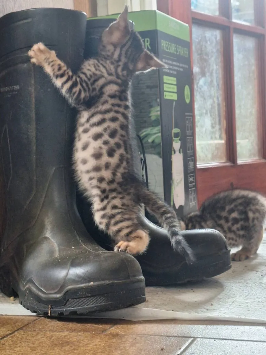 Kittens - Image 1