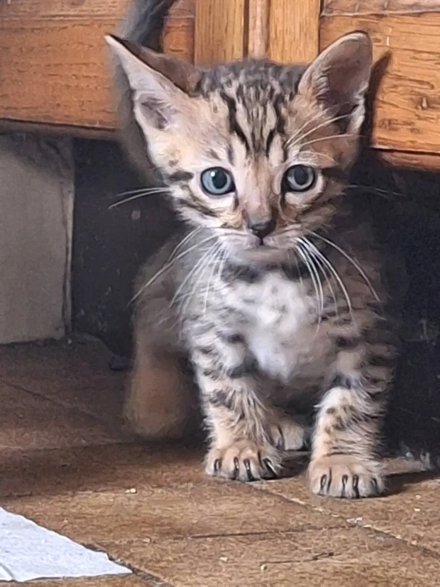 Kittens - Image 2