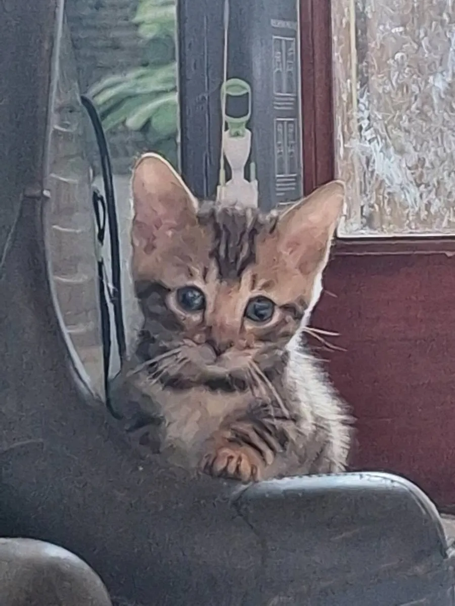Kittens - Image 3