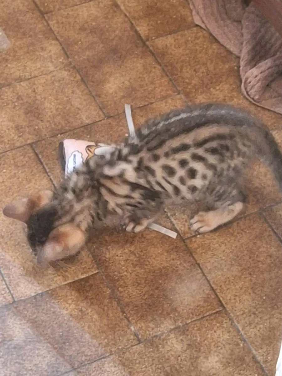 Kittens - Image 4