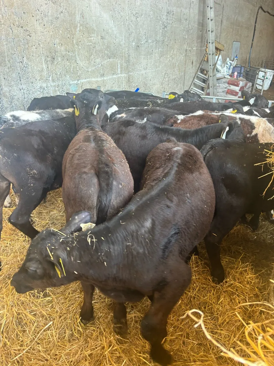 14 lumps for sale - Image 1
