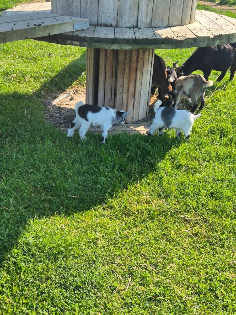 Pygmy Goats - Image 1