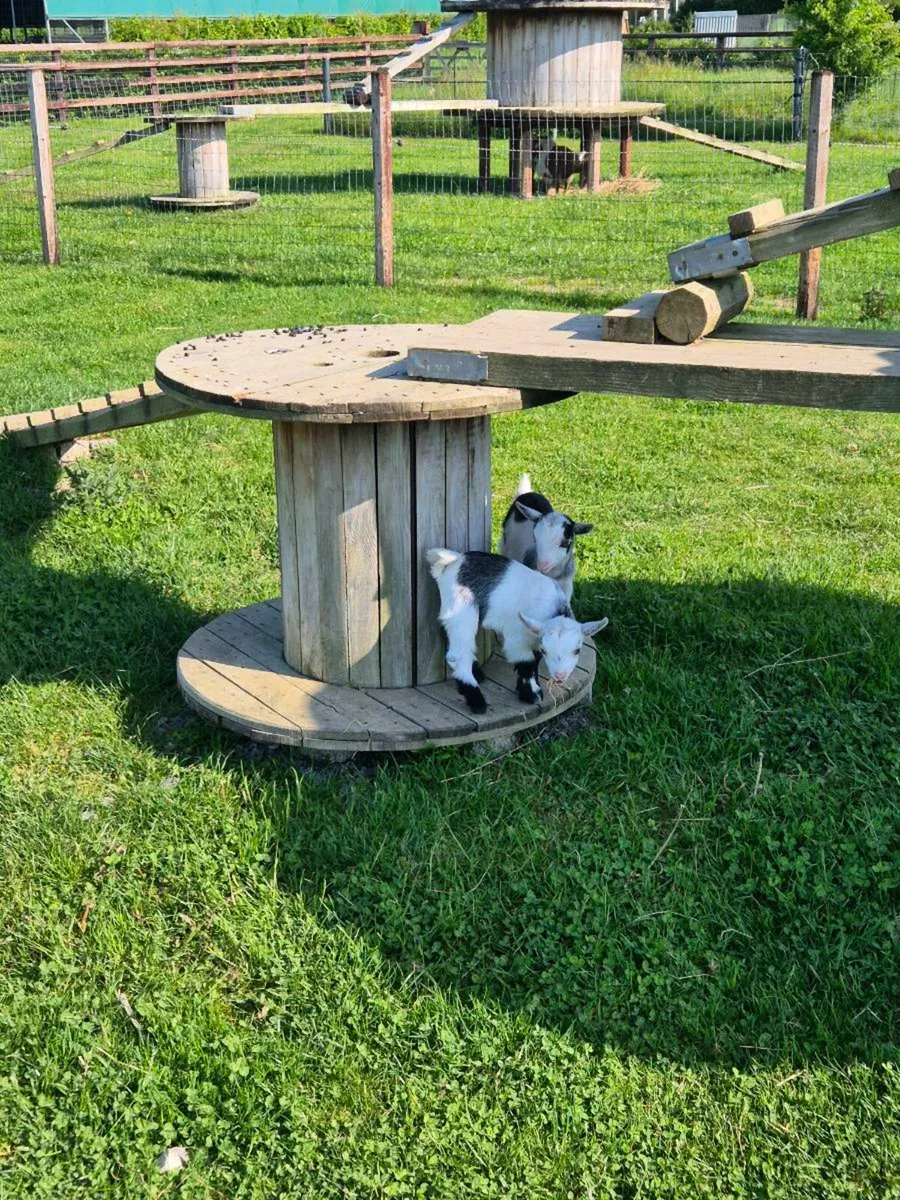 Pygmy Goats - Image 3