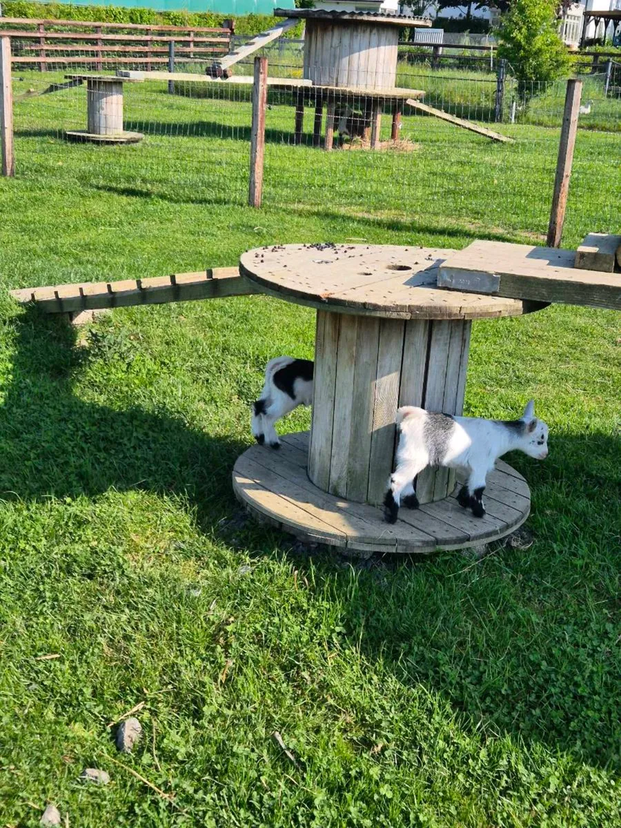 Pygmy Goats - Image 4