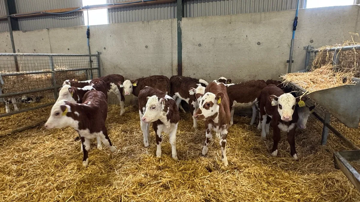 Hereford Heifers - Image 2