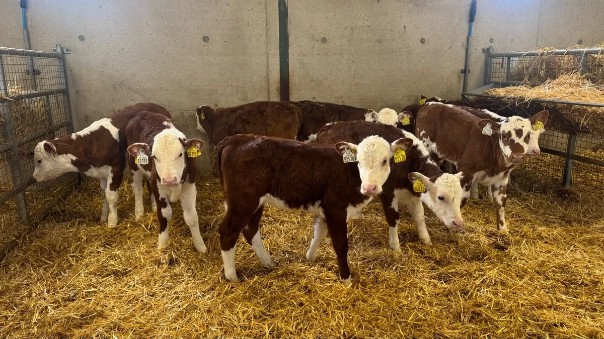 Hereford Heifers - Image 3