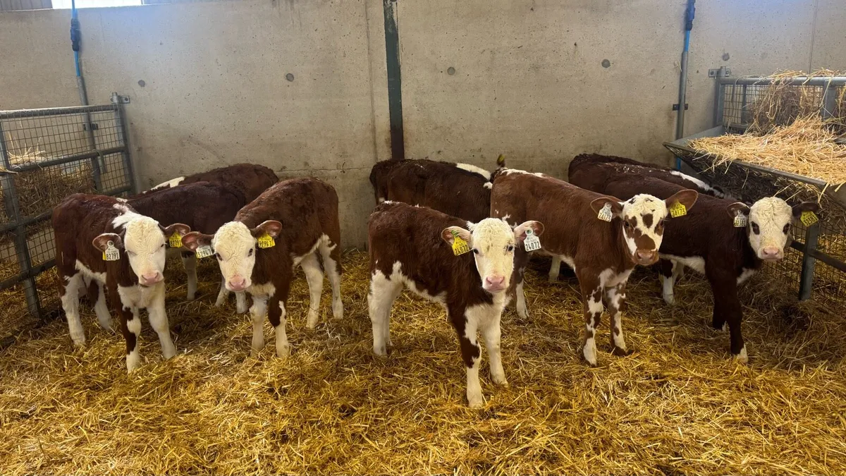 Hereford Heifers - Image 4