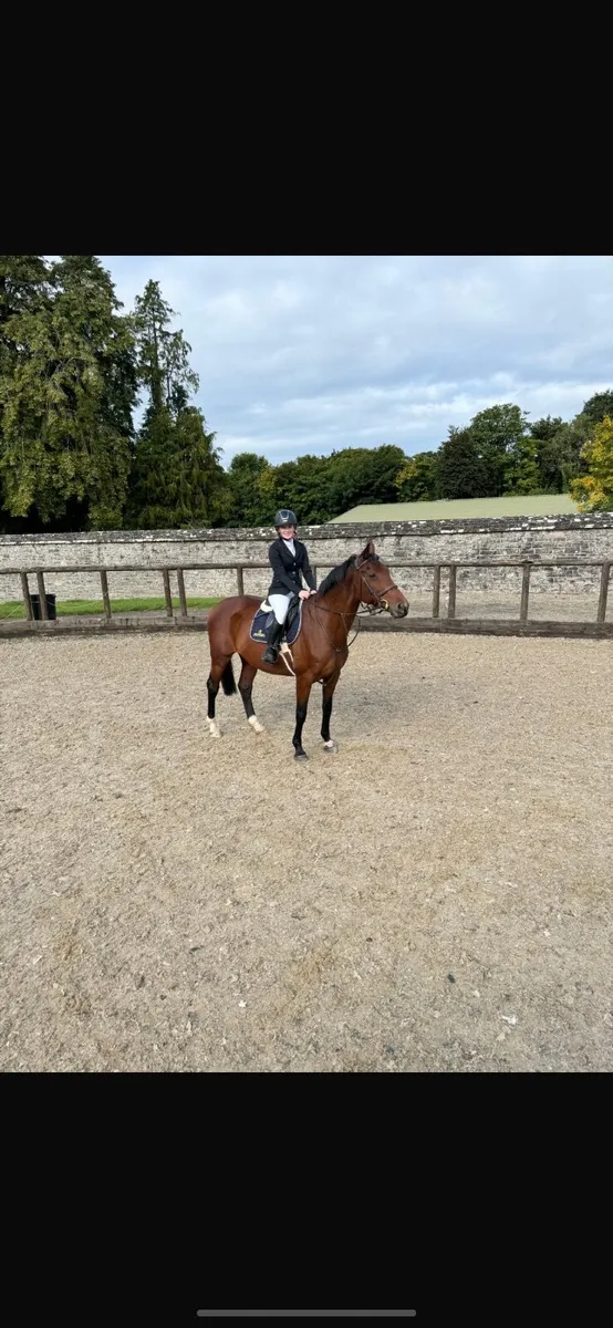 Showjumping mare - Image 3