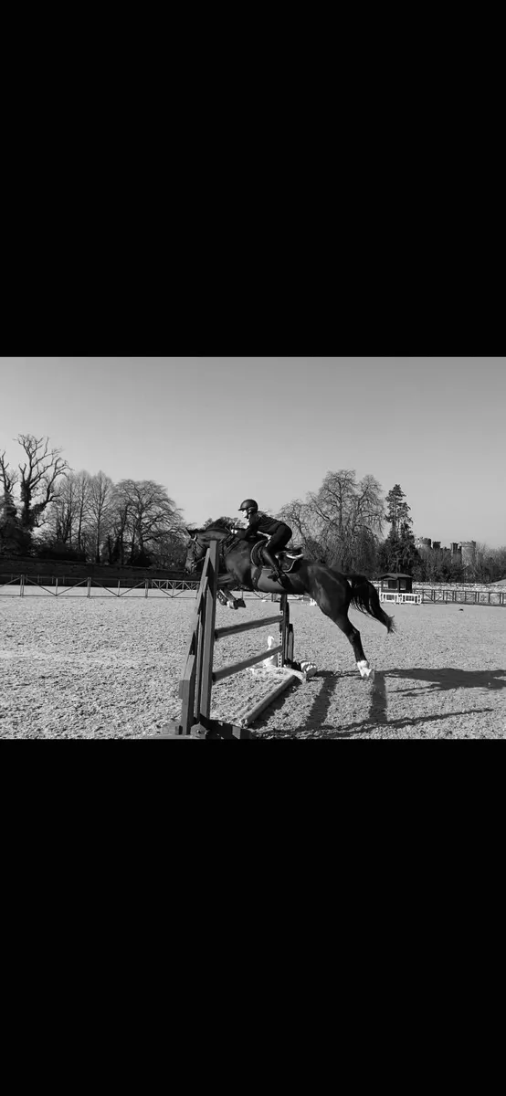 Showjumping mare - Image 1